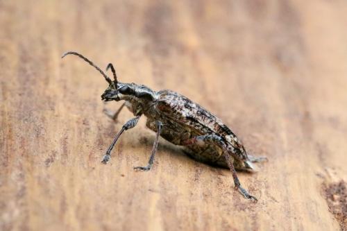 Réf. 260 162 : Rhagium inquisitor